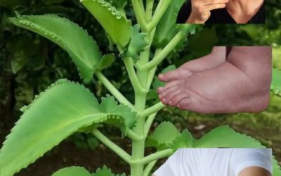 Kalanchoe: El Tesoro Verde que Alivia y Fortalece tu Salud