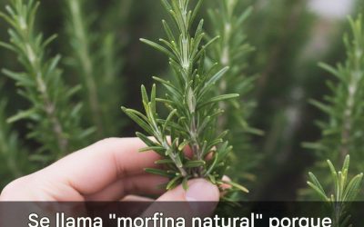 Descubre el poder del romero: la potente hierba curativa de la naturaleza.