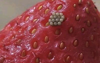 ¿Gusanos blancos en las fresas? ¿Qué ocurre al remojar las fresas en agua salada (y si aún son seguras para comer)?