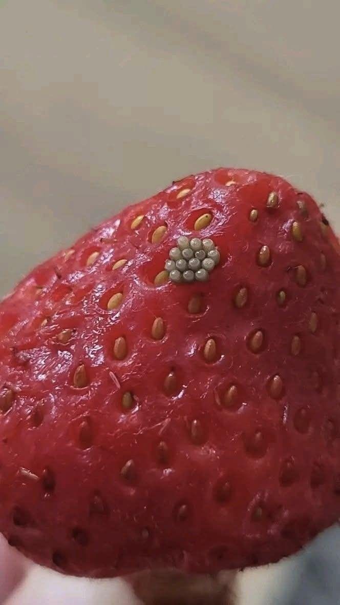 ¿Gusanos blancos en las fresas? ¿Qué ocurre al remojar las fresas en agua salada (y si aún son seguras para comer)?
