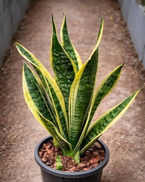 Si tienes esta planta en tu casa, entonces tienes…
