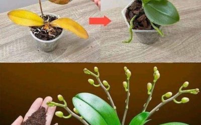 Con solo una cucharadita, de repente la orquídea florece milagrosamente con muchas flores.