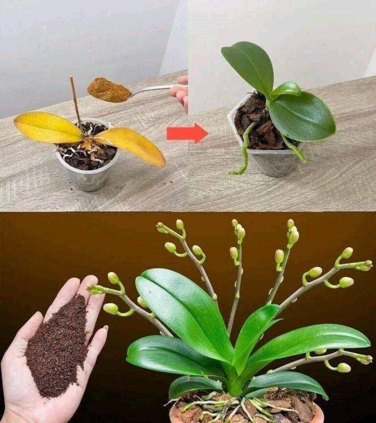 Con solo una cucharadita, de repente la orquídea florece milagrosamente con muchas flores.