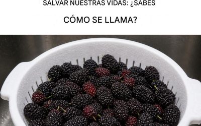 La morera negra: regula la presión arterial, mejora la vista, previene el cáncer y alivia los dolores de cabeza.