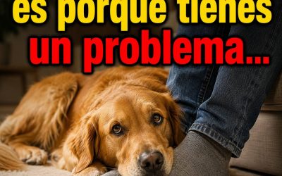 Si tu perro se acuesta a tus pies y suspira NO lo ignores: La ciencia y la espiritualidad explican qué intenta decirte