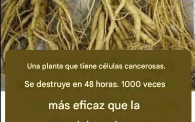 Esta raíz elimina el 98% de los cánceres de estómago, intestino, páncreas y otros tipos de cáncer.