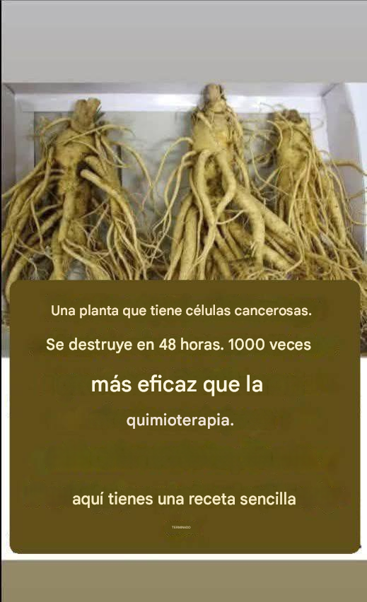 Esta raíz elimina el 98% de los cánceres de estómago, intestino, páncreas y otros tipos de cáncer.