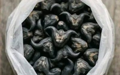 Mi vecino me dio una bolsa de estos. ¿Alguien sabe qué son? ¿Cómo se comen?