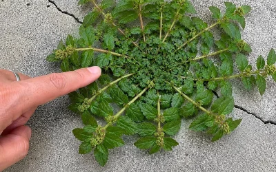 ¡Una sola hoja de esta planta vale una mina de oro!