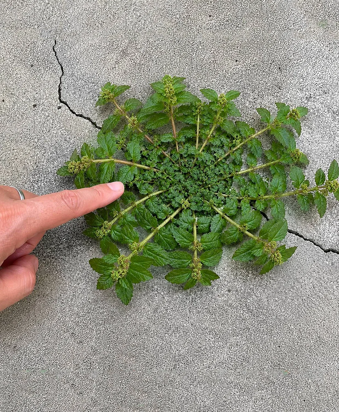 ¡Una sola hoja de esta planta vale una mina de oro!