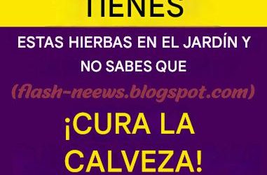 ¡TIENES ESTA HIERBA EN EL JARDÍN Y NO SABES QUE CURA LA CALVEZA!