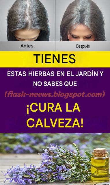 ¡TIENES ESTA HIERBA EN EL JARDÍN Y NO SABES QUE CURA LA CALVEZA!