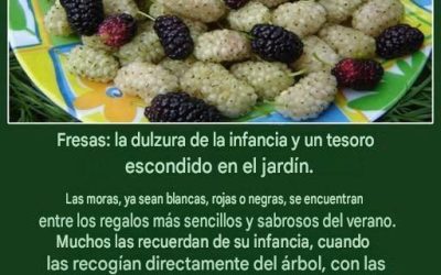 Fresas: un dulce de la infancia y un tesoro escondido en tu jardín…