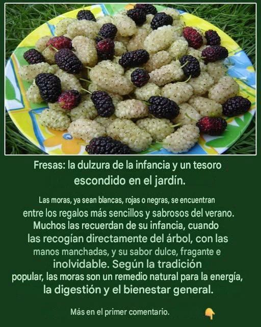 Fresas: un dulce de la infancia y un tesoro escondido en tu jardín…