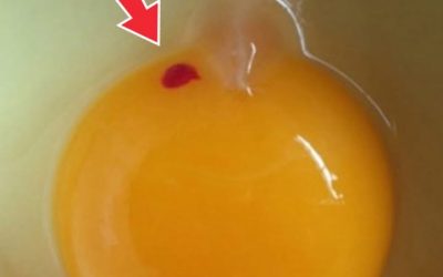 ¿Debemos comer huevos con manchas de sangre?