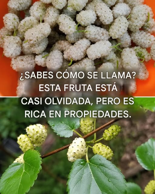 Beneficios de la morera blanca: previene el cáncer, trata la diabetes y wlk hace que pierdas peso