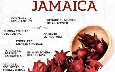 FLOR DE JAMAICA (HIBISCUS): PARA QUÉ SIRVE Y CÓMO USARLA BIEN ¿QUÉ ES?