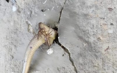 Esta mañana salí al balcón por costumbre… y noté algo aterrador en la pared: algo que se movía en su interior. En ese momento, me invadió un miedo real, sobre todo cuando me di cuenta de lo que podía ser.😢😲