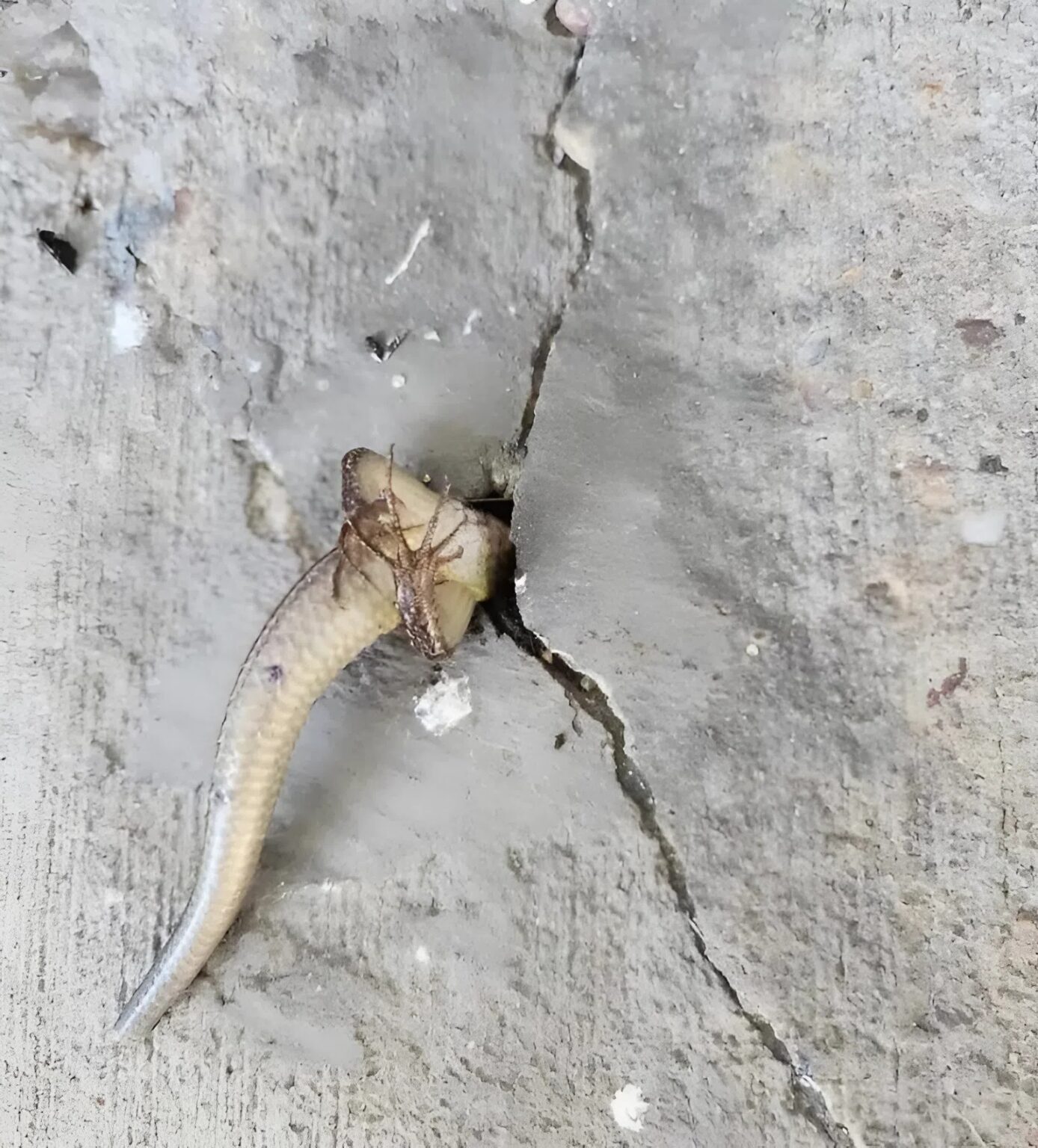 Esta mañana salí al balcón por costumbre… y noté algo aterrador en la pared: algo que se movía en su interior. En ese momento, me invadió un miedo real, sobre todo cuando me di cuenta de lo que podía ser.😢😲