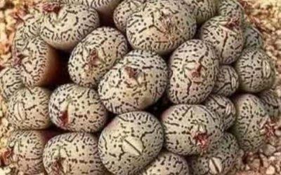 Una niña descubre extraños huevos debajo de su cama, lo que provoca que su familia abandone la casa.