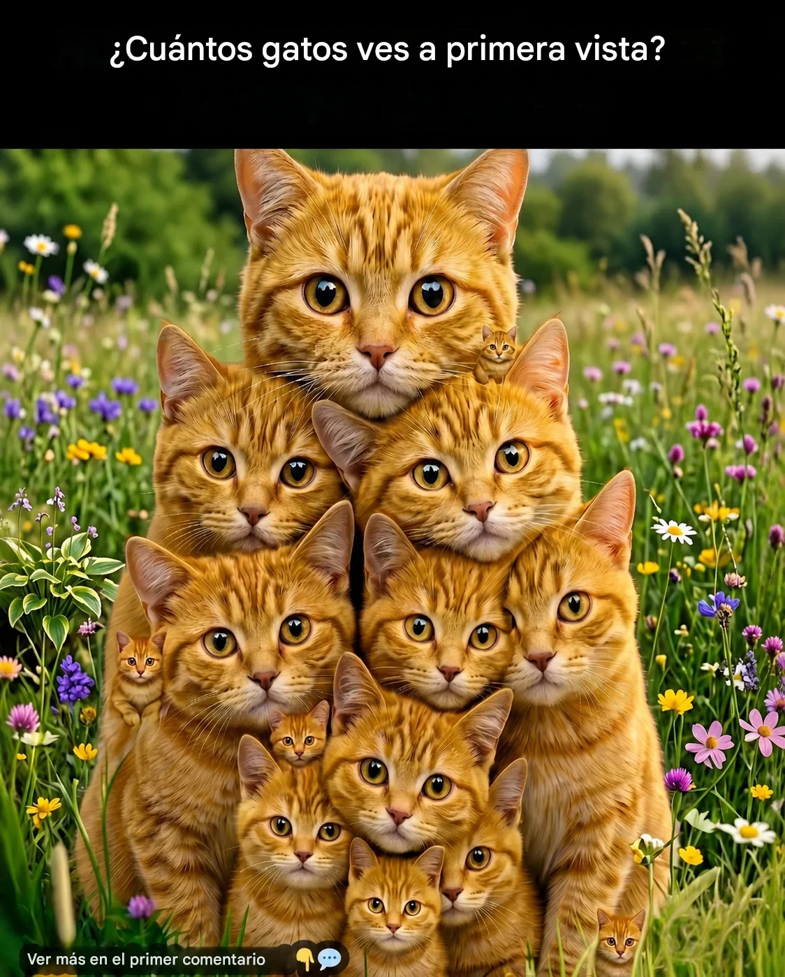 Comprueba tu personalidad según la cantidad de gatos que puedas ver.