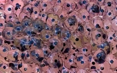 Un agricultor encuentra extraños huevos en el campo; biólogos identifican una rara especie de rana arborícola.