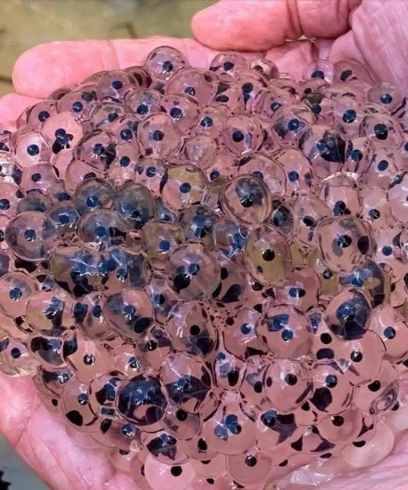 Un agricultor encuentra extraños huevos en el campo; biólogos identifican una rara especie de rana arborícola.