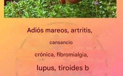 Este es un auténtico “té divino”, ya que cura la artritis, el lupus, los mareos, los problemas de tiroides y la fatiga crónica.