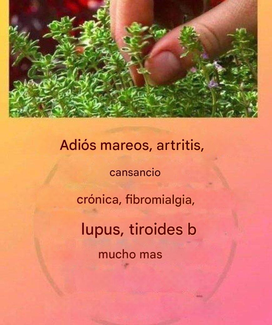 Este es un auténtico “té divino”, ya que cura la artritis, el lupus, los mareos, los problemas de tiroides y la fatiga crónica.