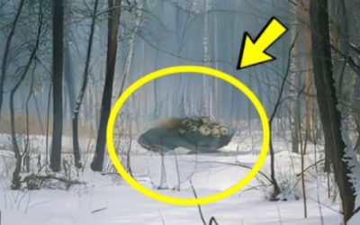 ¡Un descubrimiento increíble en el bosque de Chernóbil: los científicos han revelado algo que ha conmocionado al mundo!🤪🤪🥶👇