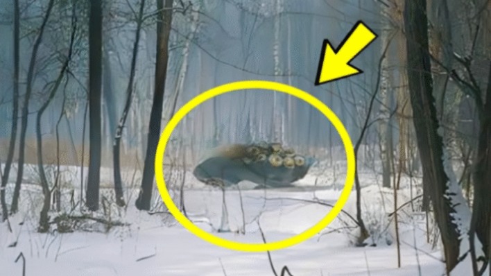 ¡Un descubrimiento increíble en el bosque de Chernóbil: los científicos han revelado algo que ha conmocionado al mundo!🤪🤪🥶👇