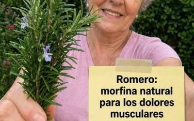 Estas son las propiedades y los beneficios del romero