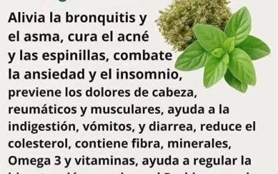 El Orégano: Un Poderoso Aliado Natural para Combatir 15 Problemas de Salud