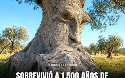 Hace más de 1.500 años, cuando todavía existían reinos que hoy solo conocemos por los libros de historia, este olivo ya echaba raíces en el sur de Italia. Y lo más asombroso es que sigue vivo… y sigue dando aceitunas.