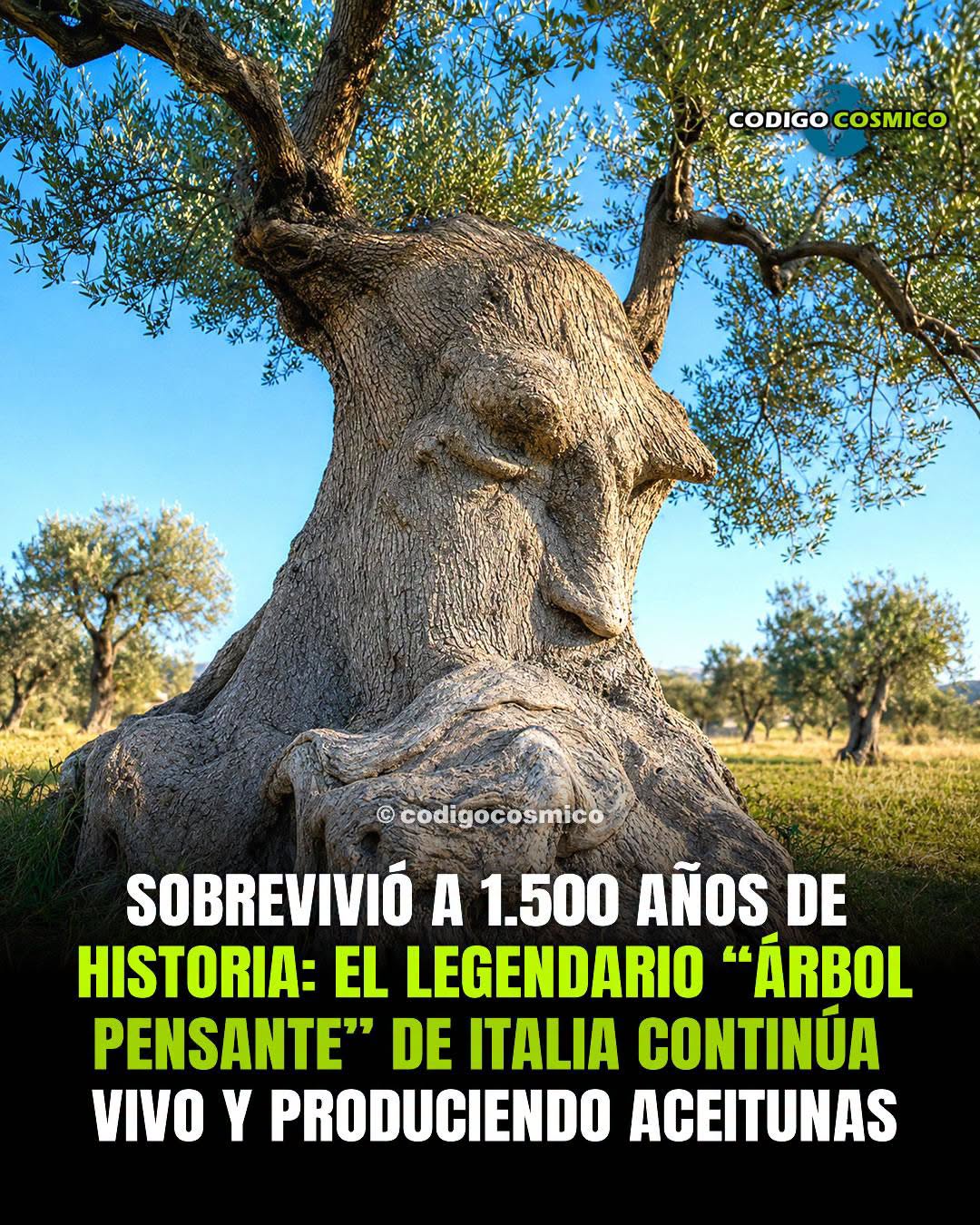 Hace más de 1.500 años, cuando todavía existían reinos que hoy solo conocemos por los libros de historia, este olivo ya echaba raíces en el sur de Italia. Y lo más asombroso es que sigue vivo… y sigue dando aceitunas.
